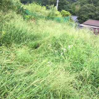 ハーブが雑草のようになって困ってる方