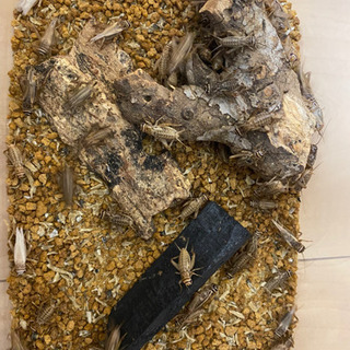 【お取引中】ヨーロッパイエコオロギ 生き餌【100匹前後】の画像