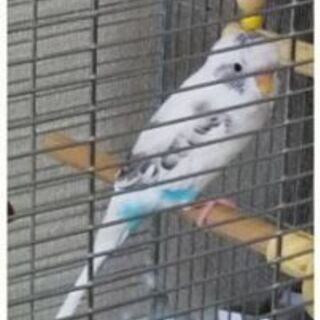 セキセイインコを探しています。