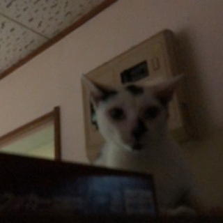 野良猫