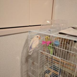 小桜インコが逃げました