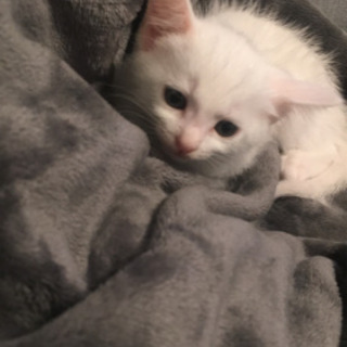 生後一ヶ月半の白い子猫ちゃん