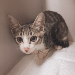 生後3か月位🐱くりくりお目々の大人しくて優しい男の子がずっと一緒...