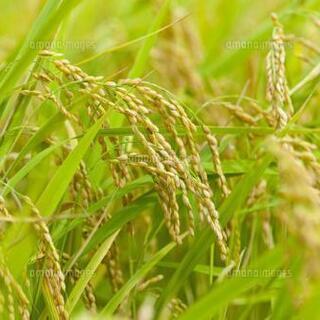 ①コシヒカリ(取引中)⭐コシヒカリ⭐令和3年産☆30キロ玄米★☆...