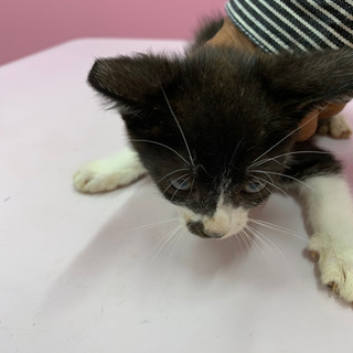 野良猫さんが産んだ仔猫トライアル中！