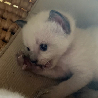決まりました　キャンセンにより仔猫の里親さんを探してます(1匹)