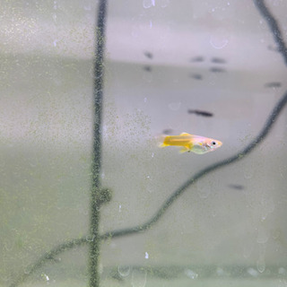 イエローグッピー　雌雄7匹　若魚