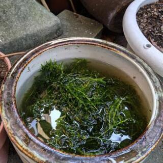 水草メダカや金魚の水槽にお好きなだけどうぞ