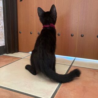 ふみふみが止まらない黒猫くん