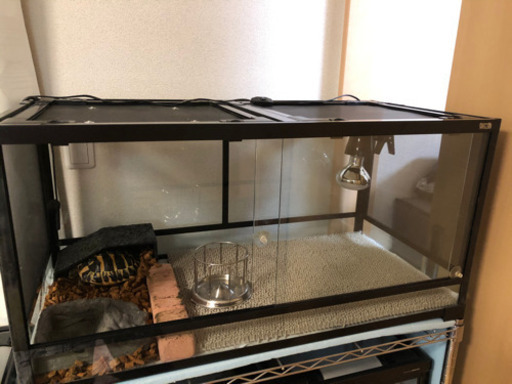 リクガメ飼育セット出品　ヘルマンリクガメ里親探しのため