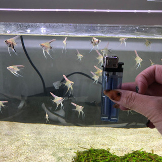 エンゼルフィッシュの稚魚