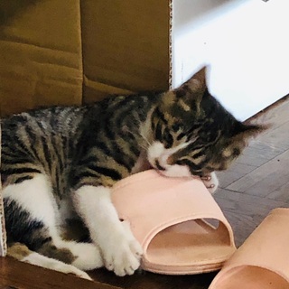 ③ ☆  おっとり サバトラ白  ☆