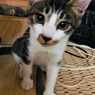 ②  ♡  おきゃんな感じのサバトラ白 ♡