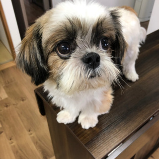 里親決まりました、ありがとうございました