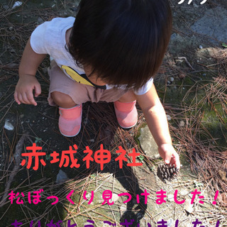 【教えて下さい】葛飾区、足立区　松ぼっくり、どんぐりの落ちているところ - 足立区