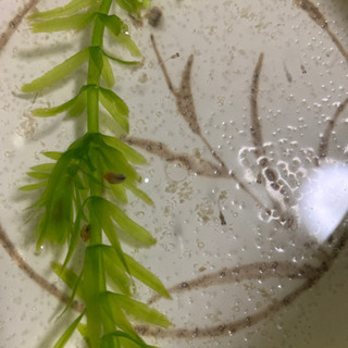【教えて】メダカの稚魚の育て方