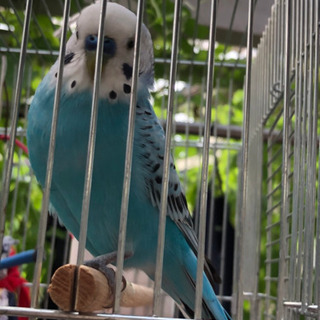 セキセイインコ探してます