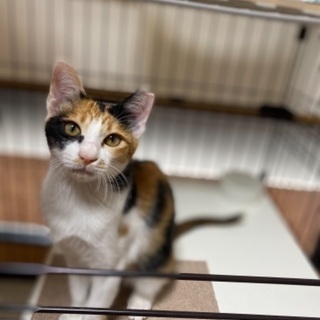 抱っこ大好きな三毛猫