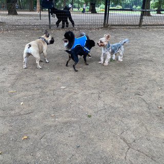 埼玉県周辺の犬飼いさんのためのコミュニティ！