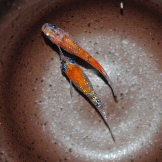 改良めだか　稚魚 10匹.7の画像