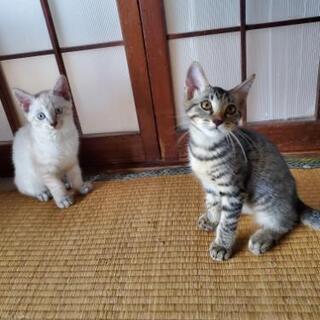 急募！子猫の里親さん募集しています