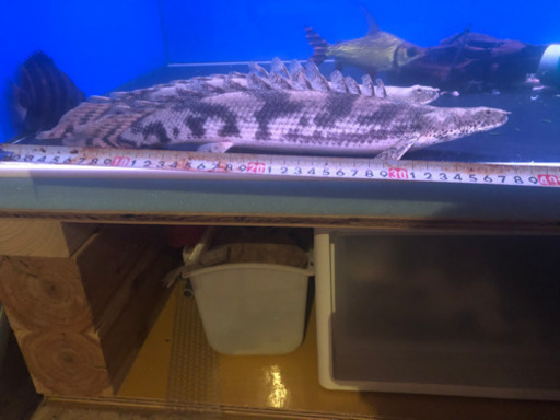 エンドリケリー