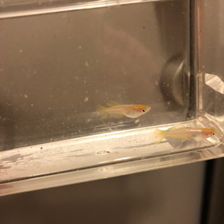 取り引き中、卑弥呼、ヒカリ体系、若魚5匹、メダカ