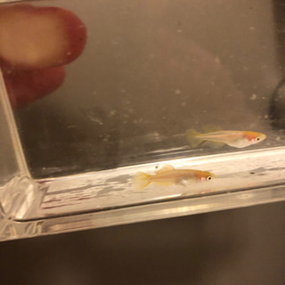 取り引き中、卑弥呼、ヒカリ体系、若魚5匹、メダカの画像