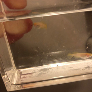 取り引き中、卑弥呼、ヒカリ体系、若魚5匹、メダカの画像