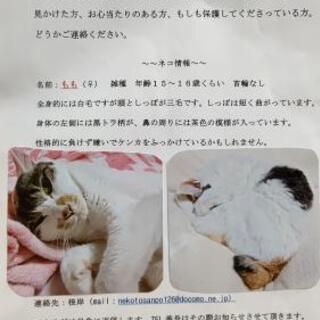 迷い猫探しています！