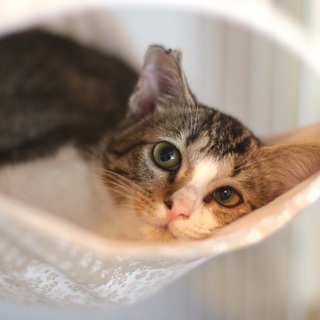 丸顔でかわいいキジ白子猫（しめじ）受付一旦終了します。 - 文京区