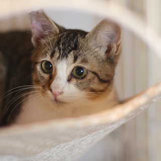 丸顔でかわいいキジ白子猫（しめじ）受付一旦終了します。 - 猫