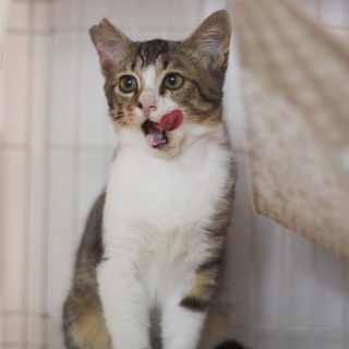 丸顔でかわいいキジ白子猫（しめじ）受付一旦終了します。 − 東京都