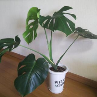 【購入者決定しました】モンステラ