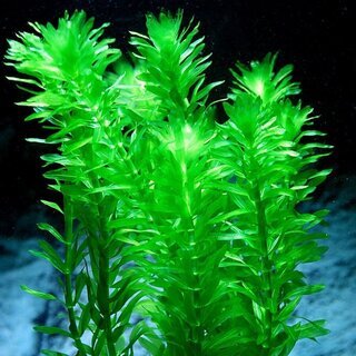 【けんぼの森】アナカリス・サルビニアククラータ（オオサンショウモ...