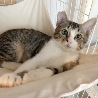 丸顔でかわいいキジ白子猫（しめじ）受付一旦終了します。 - 里親募集