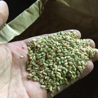 【完売】コシヒカリ　くず米　1袋25Kg前後の画像