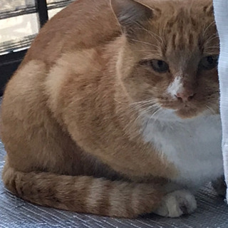 にゃんこの家族募集😸