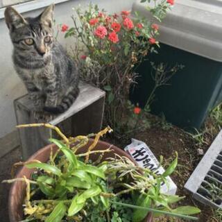 仔猫の里親募集  終了致しました