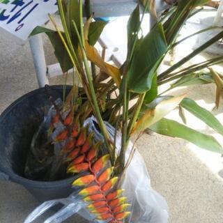 木べり吊りヘリコニア苗あげます