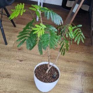 エバーフレッシュ 観葉植物