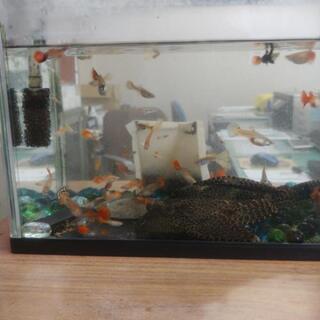【応募終了・引き取り先決定済】観賞魚　グッピー・プレコ　譲ります
