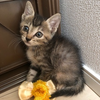 可愛いハチワレさん、人懐っこいキジトラさん