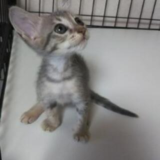 【募集終了しました】子猫の里親さん募集
