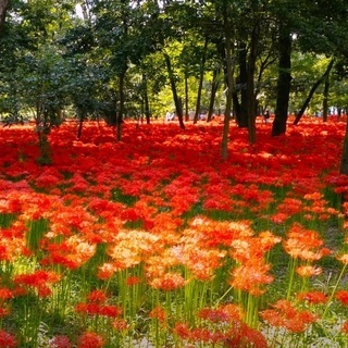 写真教室を開催しています。（よみうりカルチャー川口校）の画像