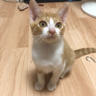 茶白元気な男の子