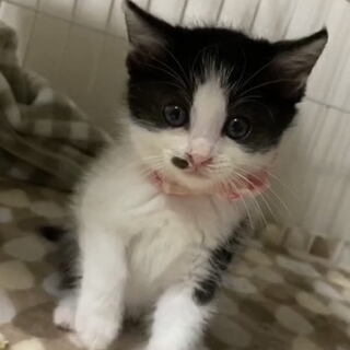 保護猫の里親さん募集しています。9/13（日）譲渡会があります。