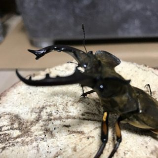 新潟県 三条市産ミヤマクワガタWF1 初、2齢幼虫 5頭 NO....