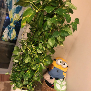 観葉植物　1.7メートルの画像