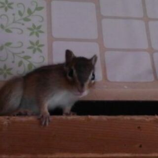 シマリス